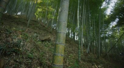 Bamboo_3840x2160_25fps_10bit_420