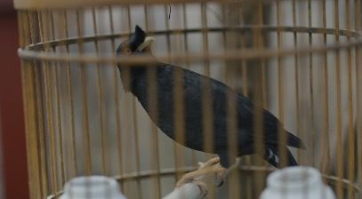 BlackBird_3840x2160_25fps_10bit_420