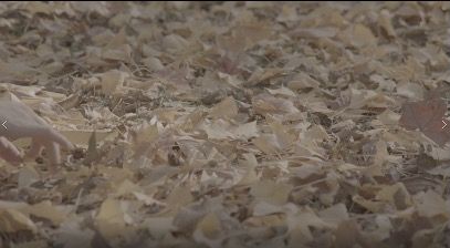 FallenLeaves_3840x2160_50fps_8bit_420