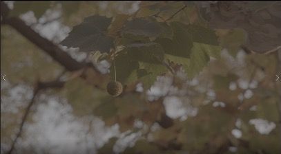 FruitOnTree_3840x2160_50fps_8bit_420