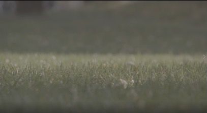 GrassLand_3840x2160_50fps_8bit_420