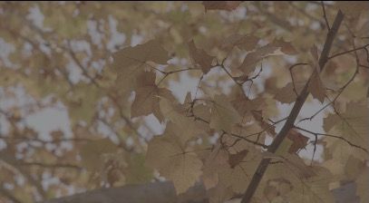 LeavesOnTree_3840x2160_50fps_8bit_420