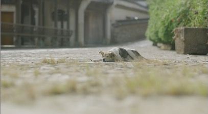 LyingDog_3840x2160_25fps_10bit_420