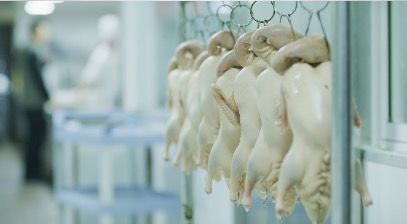 RawDucks_3840x2160_25fps_10bit_420