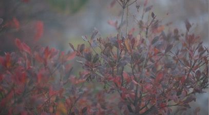 RedBush_3840x2160_25fps_10bit_420