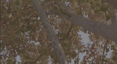 TreeTrunkMoving_3840x2160_50fps_8bit_420