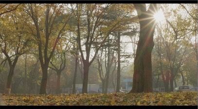 TreesAndLeaves_3840x2160_50fps_10bit_420