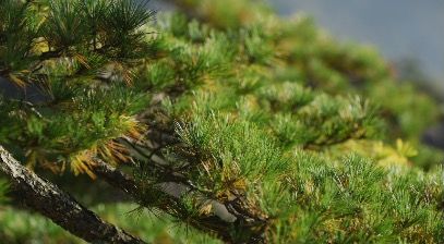 TreesOnMountains2_3840x2160_25fps_10bit_420