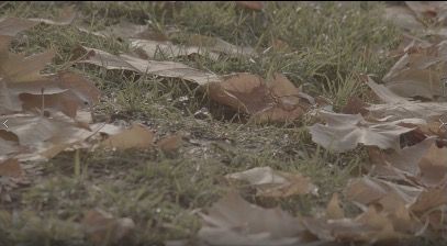 WaterOnGrass1_3840x2160_50fps_8bit_420