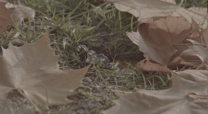 WaterOnGrass2_3840x2160_50fps_8bit_420